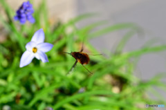 花ニラに蜂？