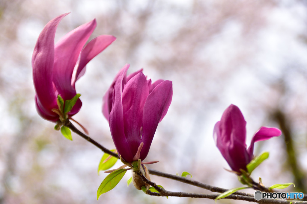 桜の木の下で