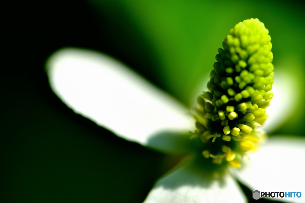 ドクダミの花