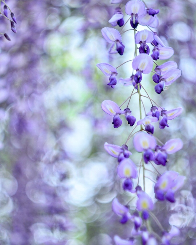 wisteria