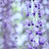 wisteria