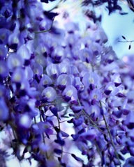 藤紫 / fujimurasaki