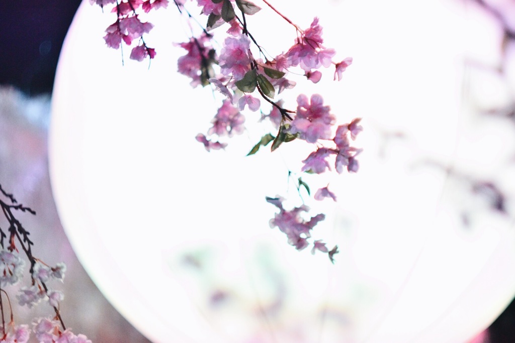 一足早いお花見