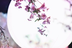 一足早いお花見