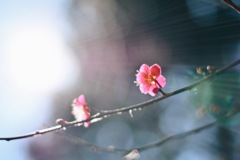 梅