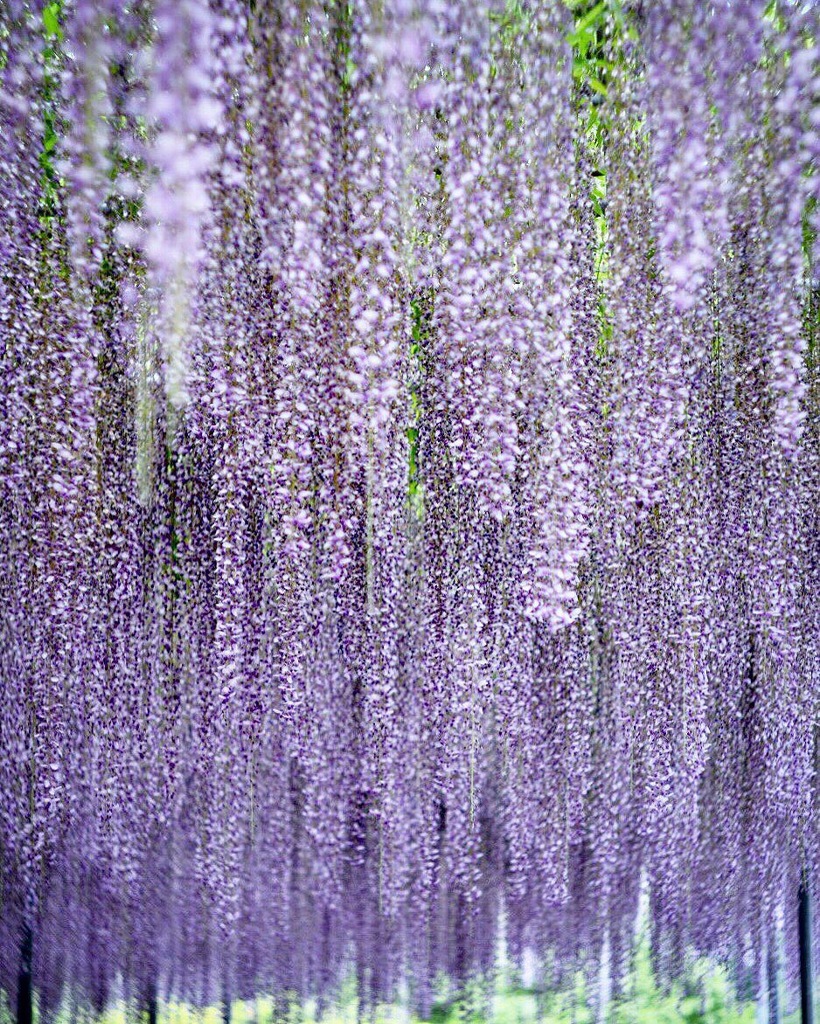 wisteria