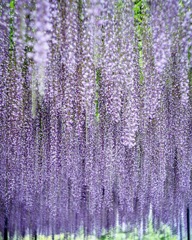 wisteria