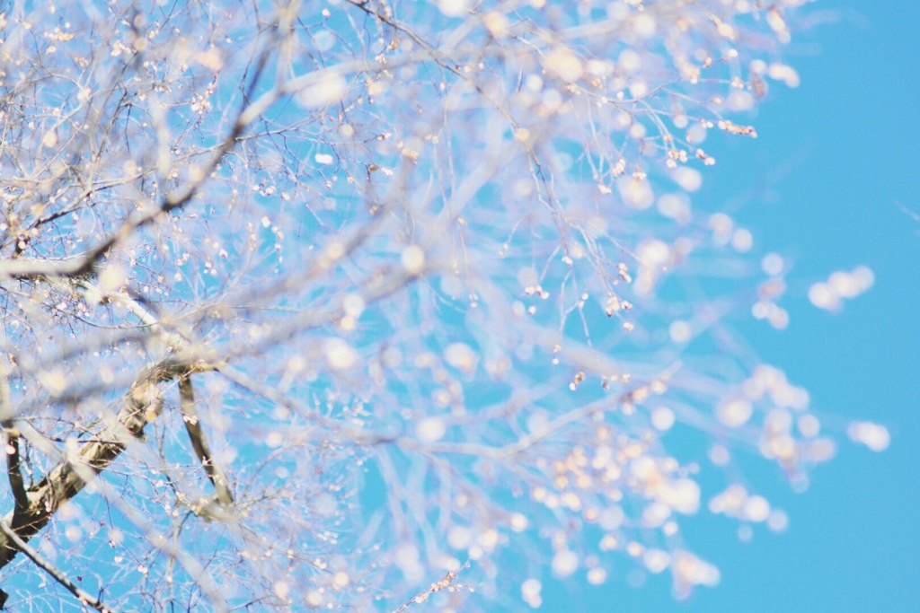 春の雪。