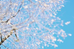 春の雪。