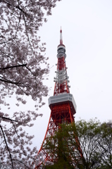 桜と東京タワー