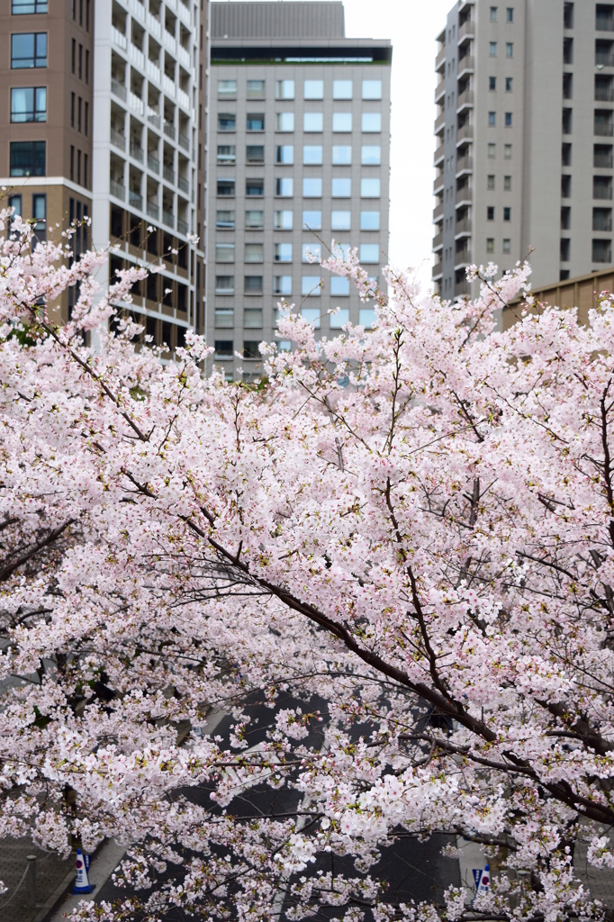 桜とビル