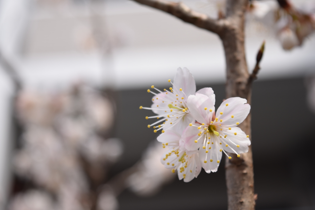 桜