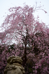 桜８
