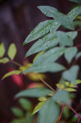 雨上がり