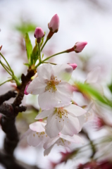 今日の桜２