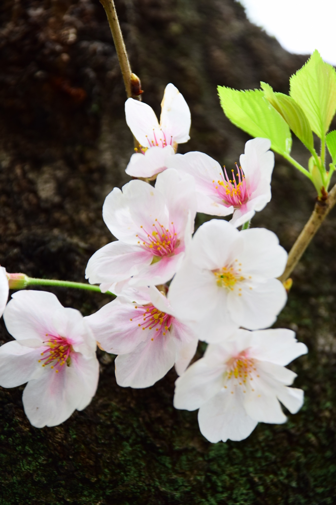 今日の桜