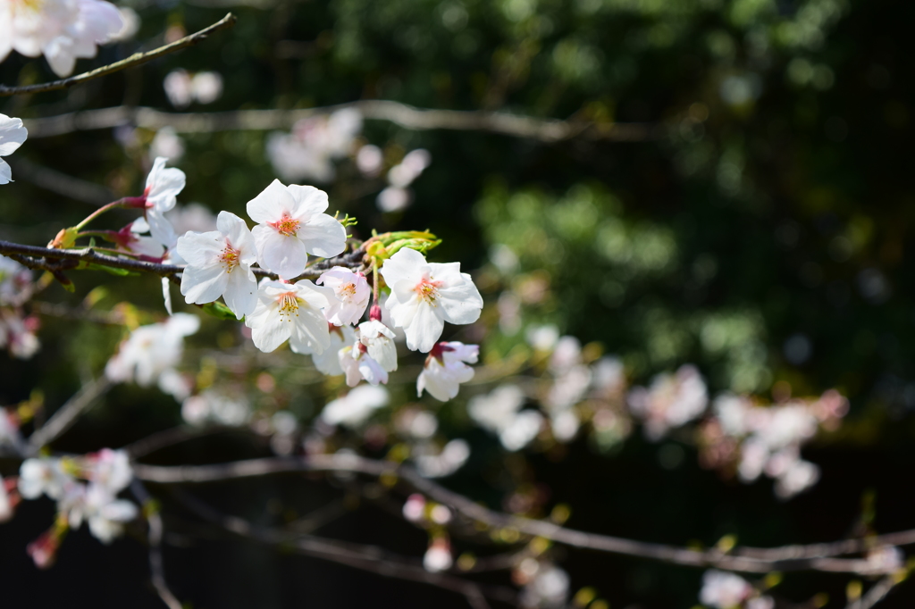 桜