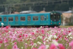 コスモス