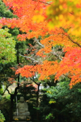 太山寺　紅葉