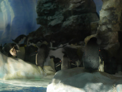 名港ペンギンの背中