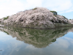 彦根城桜