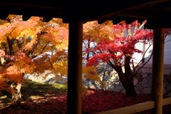 ’17晩秋 東福寺