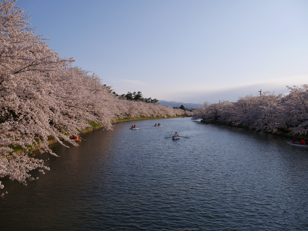 西堀の桜並木