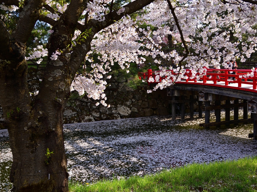 弘前公園 花筏