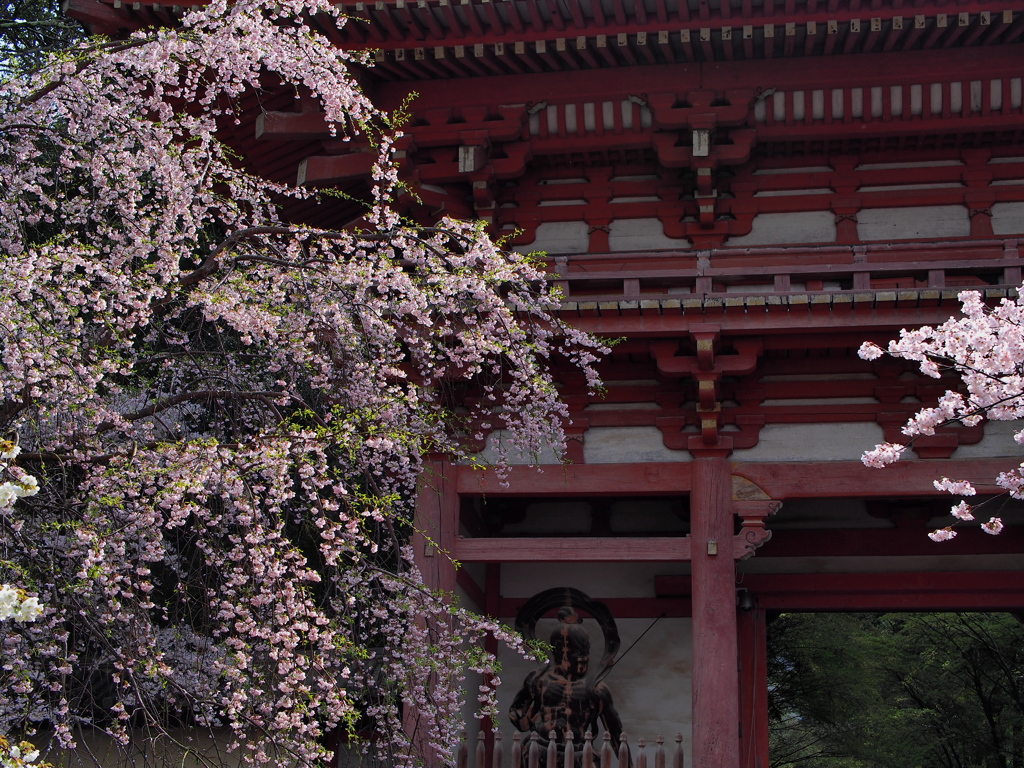 醍醐寺の桜