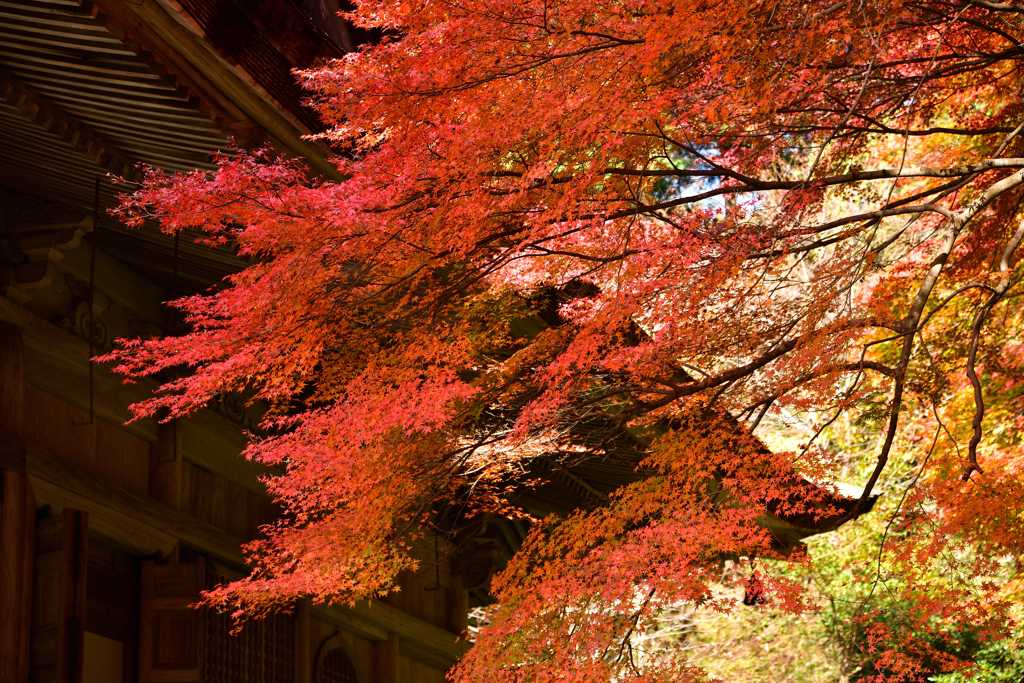 勝林院_4