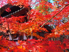 永観堂禅林寺_紅葉