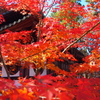 永観堂禅林寺_紅葉
