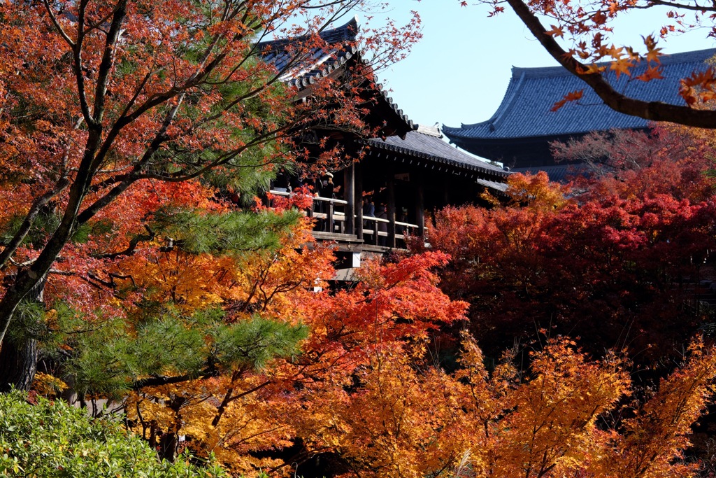 ’17晩秋 東福寺