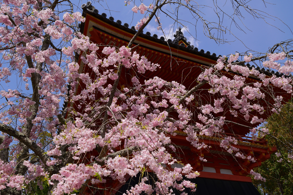 仁和寺の桜