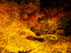 香嵐渓の夜