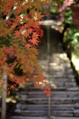 ’18秋 常寂光寺