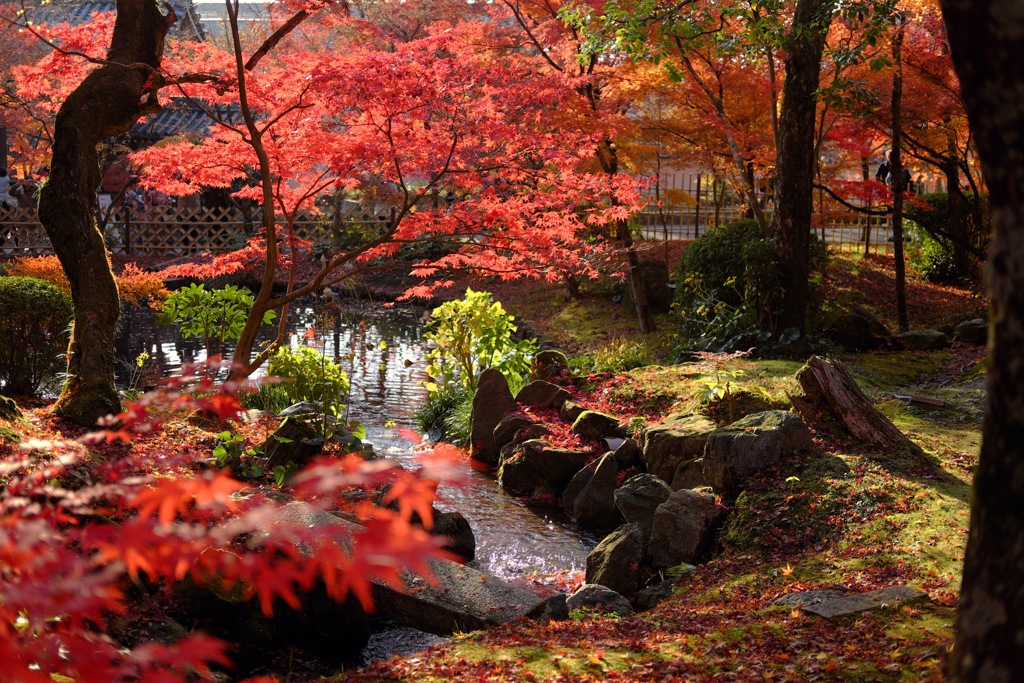 ’17秋の禅林寺