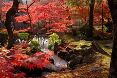 ’17秋の禅林寺