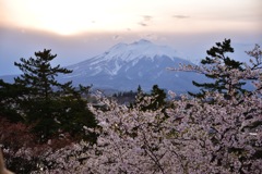 弘前公園 岩木山と桜