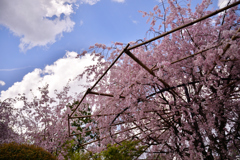 退蔵院の桜