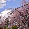 退蔵院の桜