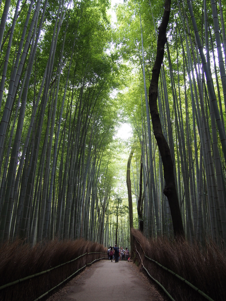 竹の小路