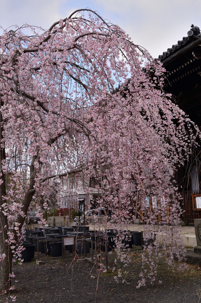 立本寺の桜