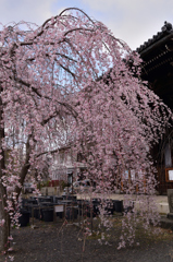 立本寺の桜