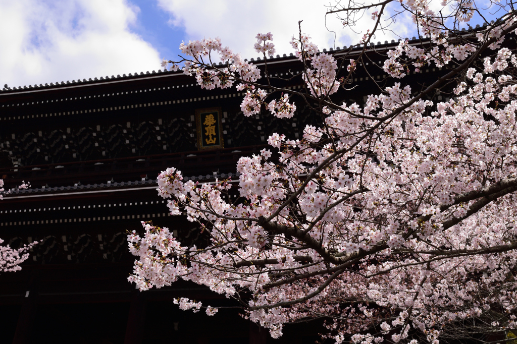 知恩院の桜