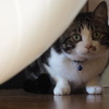 のぞきねこ