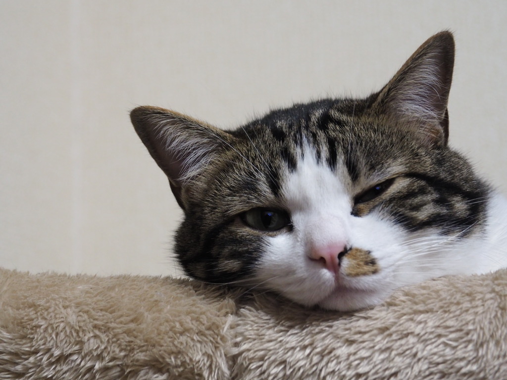 ふきげんねこ