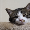 ふきげんねこ