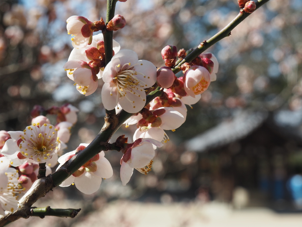 神社のうめ