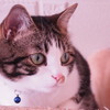 ねこタワーの上で